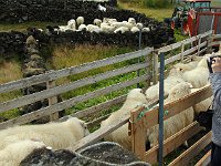 Herding them onto trailers...