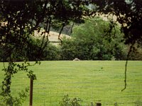 Ancestral coronation stone for the Clan O'Neil, in the middle of a field  Tullhaghogue