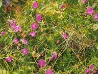 Flowers  The Burren