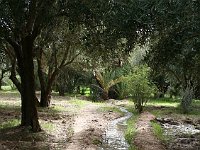 Skoura  Irrigation ditch in the palmaraie in Skoura; the sound of the water is wonderful