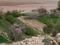 Drive through the Dades Valley  Cultivated fields squeezed between road and river