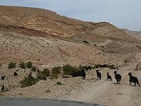 Drive through the Dades Valley  Goats crossing the road