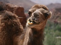 Drive through the Dades Valley  Uh, what does a camel say? Moo? I don't think so...