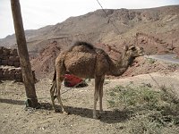 Drive through the Dades Valley  Camel (goddamit), aka dromedary, but first, camel!