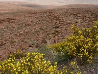 Road from Skoura to Agdz  There are yellow flowers, though