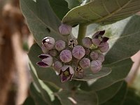 Agdz  Flowers of the bush