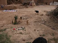 Agdz  Looking over a wall into the yard of Mohammed's house and at his dogs