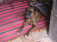 Agdz  The dog at Dar Kamar was called Oban, because the owner likes Scotch whiskey, American jazz, French wine and cooking and cats. Obviously, a nice guy.