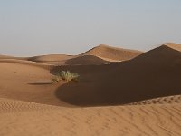 Erg Chigaga  Dunes and vegetation