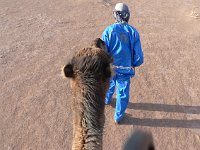 Erg Chigaga  This is what it looks like! Long necks. Actually, camels are nice, patient and gentle beasts -- except when they are not!