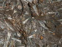 From desert to Marrakesh  Fossils in the rocks show that this was once the floor of a sea or lake, the Chigaga