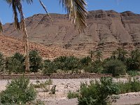 From desert to Marrakesh  Palms and ouedh