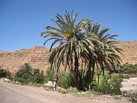 From desert to Marrakesh  Palms and tourist