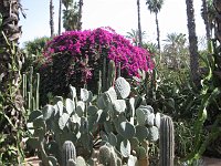 Marrakesh  Jardin Majorelle