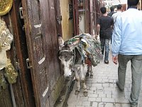 Fez  This donkey looks tired, like he is leaning on the wall