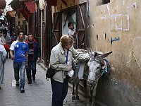 Fez  Siv likes donkey