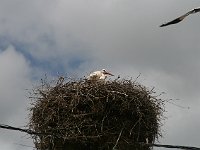 Fez to Volubilis  Here comes Papa stork with a branch
