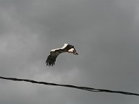 Fez to Volubilis  Then he flies off