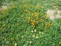 Volubilis  Golden flowers were blooming all over the site