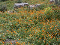 Volubilis  Orange ones, too