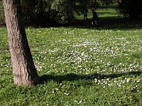 sj11 033016260 j  Avec les fleurs, le printemps arrive.