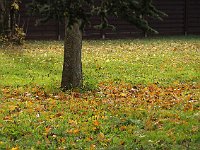 sj14 112310520 1  Les feuilles mortes.