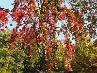 sj18 101810460 k  Couleurs de l'automne.
