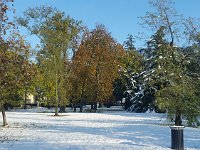 sj19 111510110 t  Il y a eu de la neige lourde dans la nuit du 14 novembre 2019.