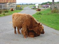 Highland longhorn cattle  Scottish HIghlands, August 2004