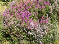 Heather in the Flowerdale Valley, Gairloch  Scottish HIghlands, August 2004