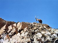 A deer seen near the bridge at Kylesku  Scottish HIghlands, August 2004