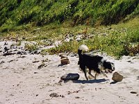 Border collie at Scourie Bay  Scottish HIghlands, August 2004