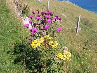 Thistle and yellow on the north coast  Scottish HIghlands, August 2004