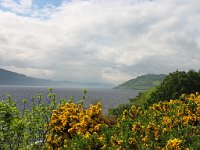 Gorse on the bonnie banks of Loch Ness  Scottish Highlands, June 2005