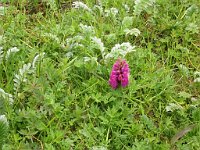 An orchid on Harris  Scottish Highlands, June 2005
