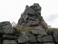 Sea pinks growing in ruins of chapel  Scottish Highlands, June 2005