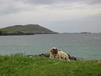 Looks like an old one.  Scottish Highlands, June 2005