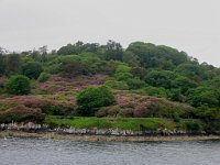 Gardens with rhododendrons at Stornoway  Scottish Highlands, June 2005