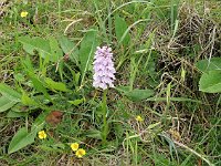 Orchid on Staffa  Scottish Highlands, July 2006
