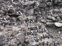 Crowded housing for these guillemots  Scottish Highlands, July 2006