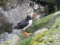 Puffin with dinner  Scottish Highlands, July 2006