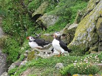 Puffins  Scottish Highlands, July 2006