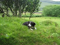A border collie, what else?  Scottish Highlands, July 2006