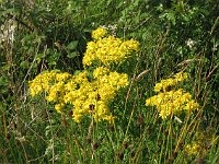 Beautiful yellow flowers near Glencoe  Scottish Highlands, July 2006