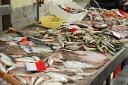 si13 052810221 j  Really fresh fish