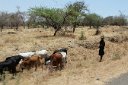 Tarangire National Park