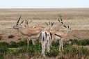 Grant's and Thomson's gazelles, the latter with the black stripe on their sides,
