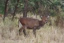 Female waterbuck