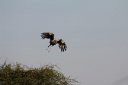 Secretary Bird coming in for a landing