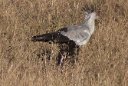 Secretary Bird, with its funny topknot